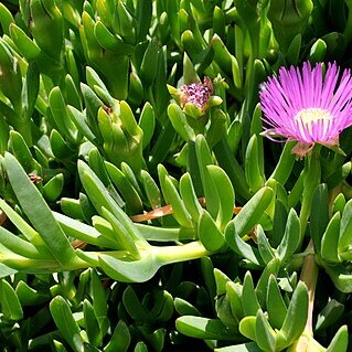 Carpobrotus modestus unspecified picture