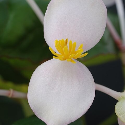 Begonia majungaensis unspecified picture