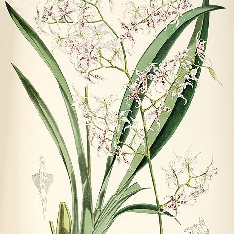 Cyrtochilum angustatum unspecified picture