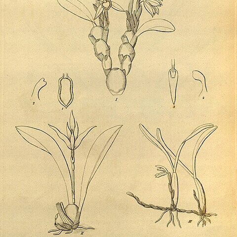 Maxillaria praetexta unspecified picture