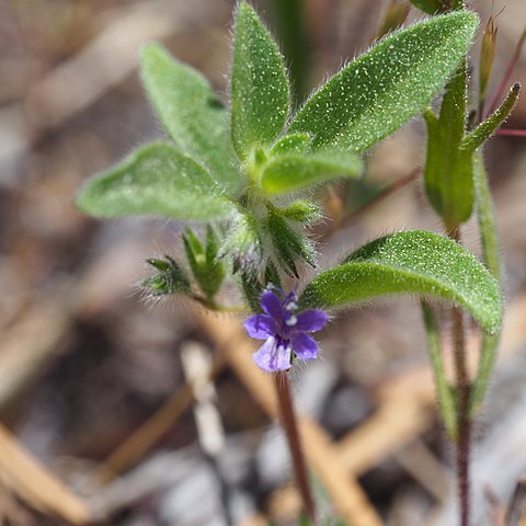 Trichostema austromontanum unspecified picture