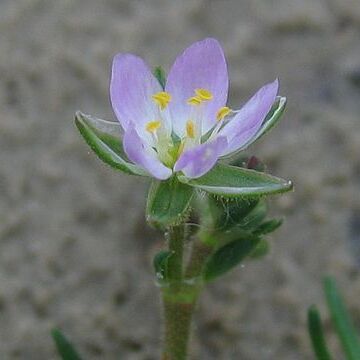 Spergularia media unspecified picture