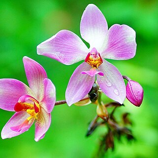 Spathoglottis x parsonsii unspecified picture