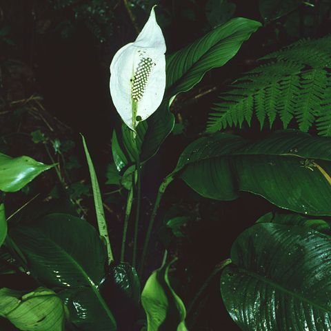 Spathiphyllum montanum unspecified picture