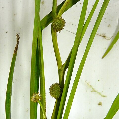Sparganium fallax unspecified picture
