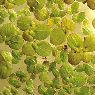 Spirodela punctata unspecified picture