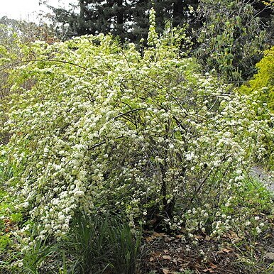 Spiraea blumei unspecified picture