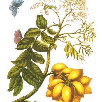 Spondias unspecified picture
