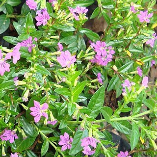 Cuphea gracilis unspecified picture