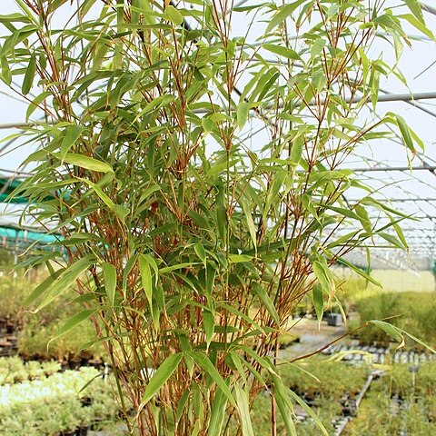 Fargesia rufa unspecified picture