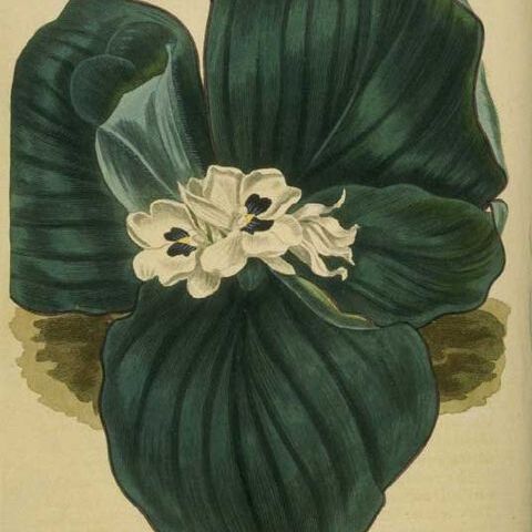 Kaempferia unspecified picture