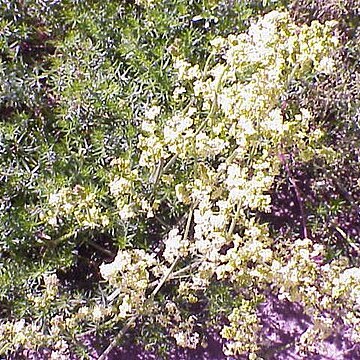 Rubiaceae unspecified picture
