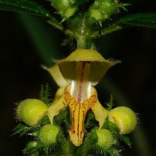 Lamium galeobdolon subsp. montanum unspecified picture