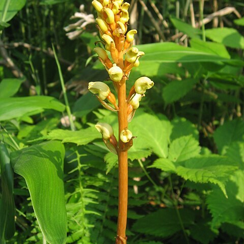 Gastrodia unspecified picture