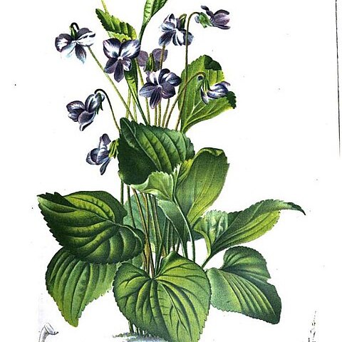 Viola variegata unspecified picture