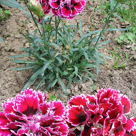 Dianthus unspecified picture