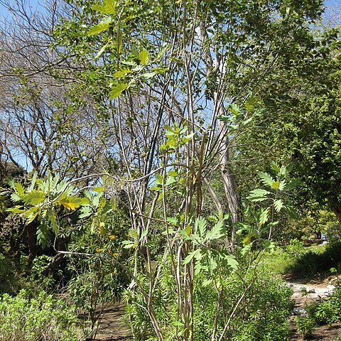Bocconia arborea unspecified picture