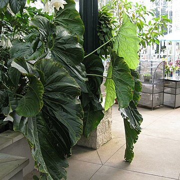 Anthurium cupulispathum unspecified picture