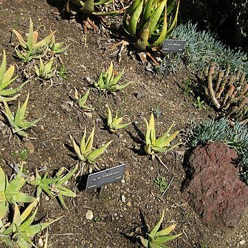 Aloe tororoana unspecified picture