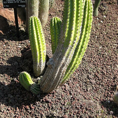 x Trichoechinopsis imperialis unspecified picture