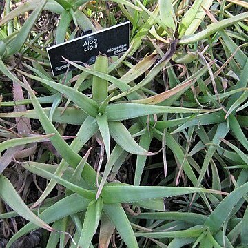 Aloe diolii unspecified picture