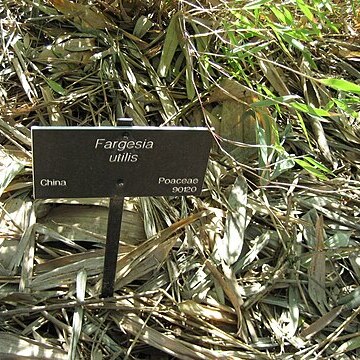 Fargesia utilis unspecified picture