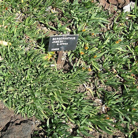 Bergeranthus vespertinus unspecified picture