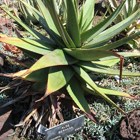 Aloe debrana unspecified picture