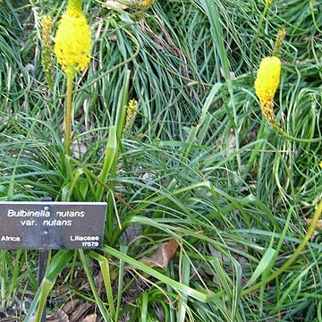 Bulbinella unspecified picture