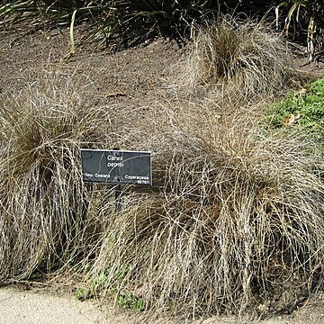 Carex petriei unspecified picture