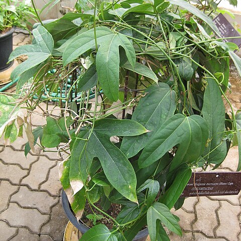 Hodgsonia macrocarpa unspecified picture
