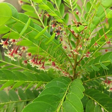 Phyllanthus pulcher unspecified picture