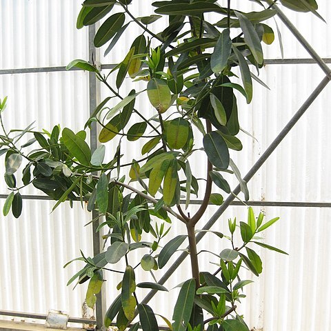 Mammea siamensis unspecified picture