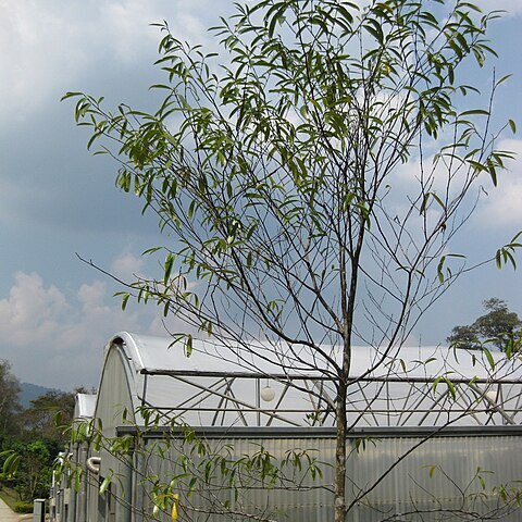 Wrightia dubia unspecified picture