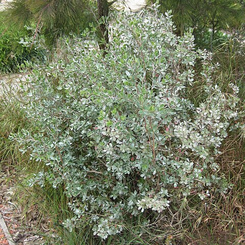 Leptospermum sericeum unspecified picture