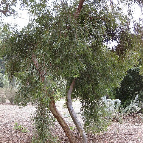 Eucalyptus dundasii unspecified picture
