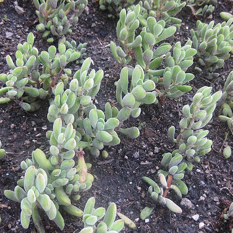 Crassula rogersii unspecified picture
