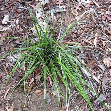 Astelia banksii unspecified picture