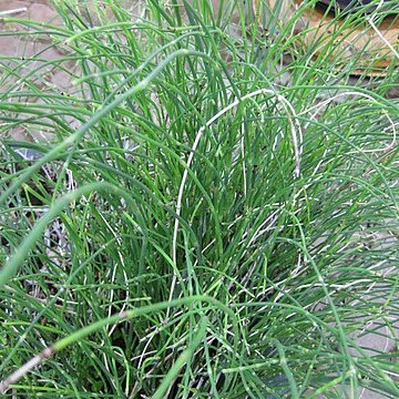 Equisetum ramosissimum subsp. debile unspecified picture