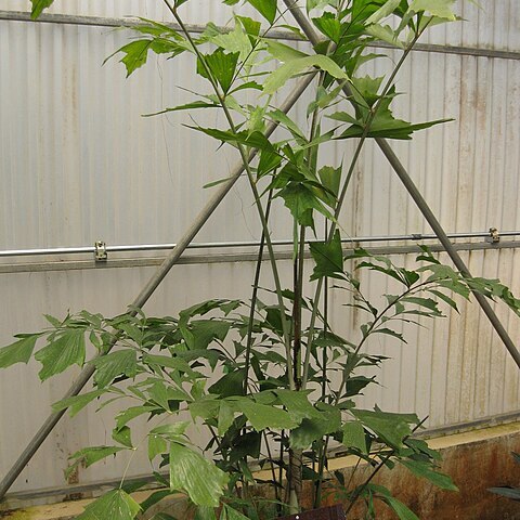 Caryota maxima unspecified picture