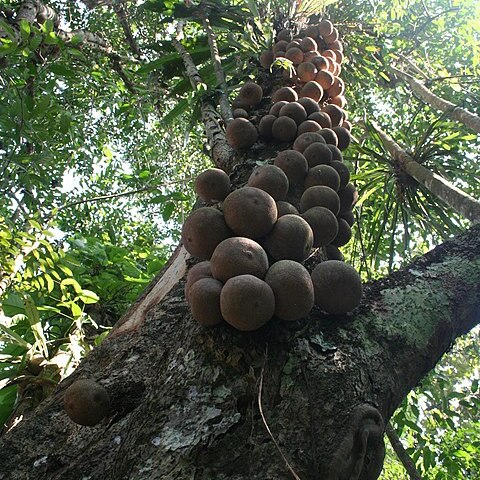 Gynocardia odorata unspecified picture