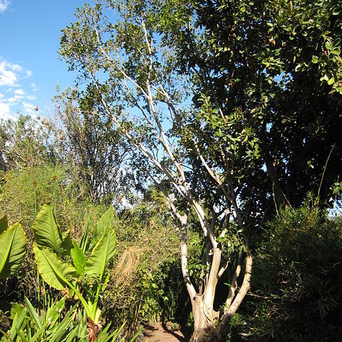 Ficus rubra unspecified picture