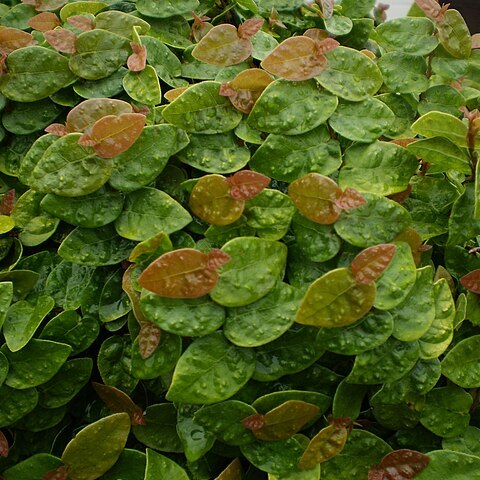 Ficus repens unspecified picture