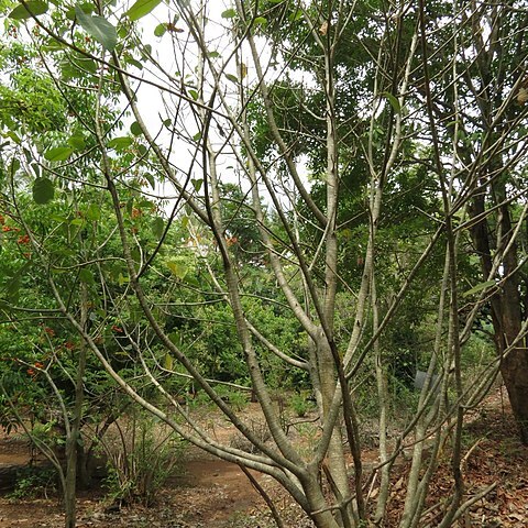 Ficus beddomei unspecified picture