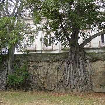 Ficus clusiifolia unspecified picture