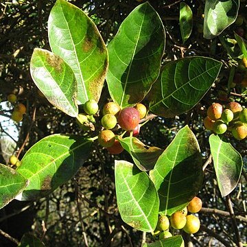 Ficus fraseri unspecified picture