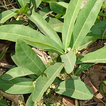Dichapetalum unspecified picture