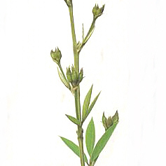 Cajanus unspecified picture