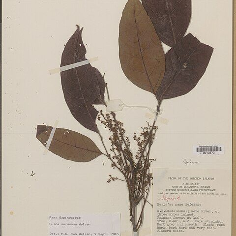 Guioa sufusana unspecified picture