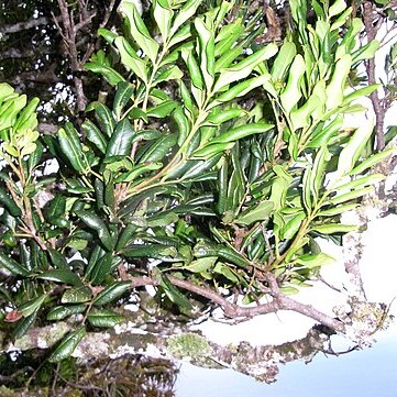 Guioa coriacea unspecified picture